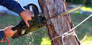 Best Commercial Tree Services  in Lden, MA